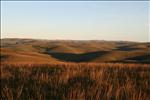 Nyika